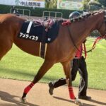 アメティスタの写真